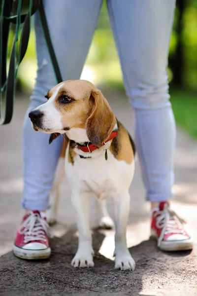 Foto da vicino di una giovane donna che cammina con il cane Beagle nel parco estivo — Foto Stock
