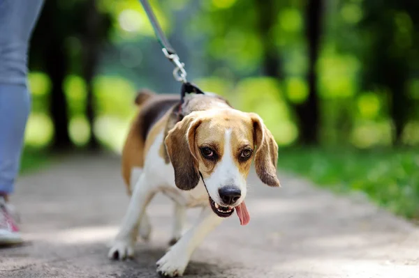Zdjęcie z młoda kobieta spaceru z psem rasy Beagle w parku lato z bliska — Zdjęcie stockowe