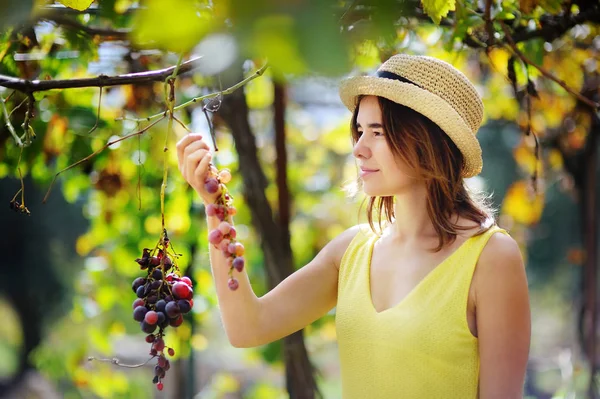 イタリアの晴れた日の美しい少女ピッキングまろやかなブドウ — ストック写真