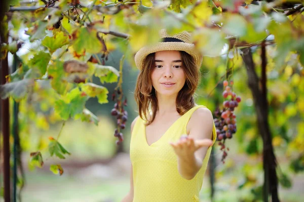 Joven hermosa chica recogiendo uva suave en día soleado en Italia — Foto de Stock