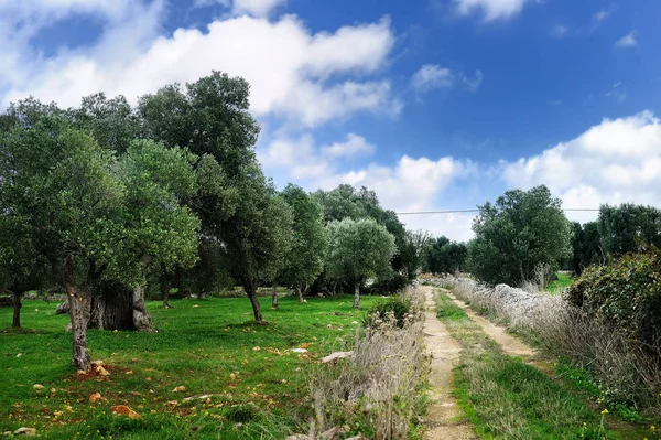 Оливковые деревья и поля Италии — стоковое фото