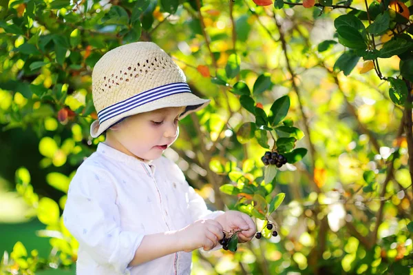 Ładny toddler chłopiec zbieranie czarne porzeczki w ogrodzie — Zdjęcie stockowe