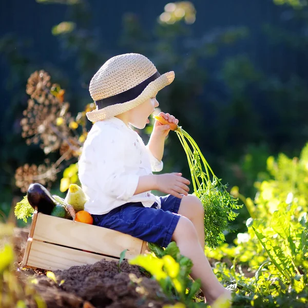 Mały chłopiec jedzenie marchew siedzi na drewnianej skrzyni z warzywami — Zdjęcie stockowe