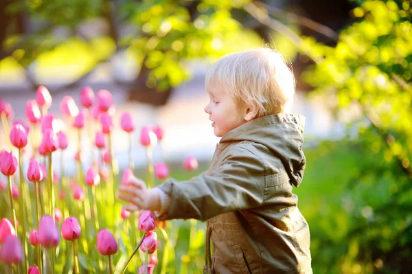 ばねまたは夏の日に庭にピンクのチューリップを臭いがする男の子 — ストック写真