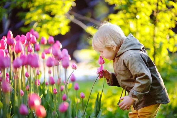 Mały chłopiec wącha różowe tulipany w ogrodzie na wiosenny lub letni dzień — Zdjęcie stockowe