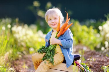 Sevimli küçük çocuk bir demet taze organik havuç iç bahçede holding