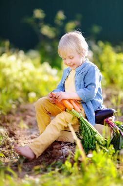 Sevimli küçük çocuk bir demet taze organik havuç iç bahçede holding
