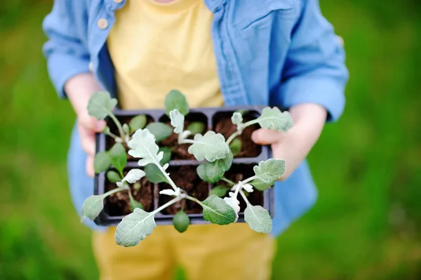 Niño pequeño sosteniendo plántulas en macetas de plástico en el jardín doméstico — Foto de Stock