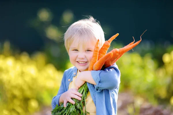 Anak kecil yang lucu memegang sekelompok wortel organik segar di taman domestik — Stok Foto