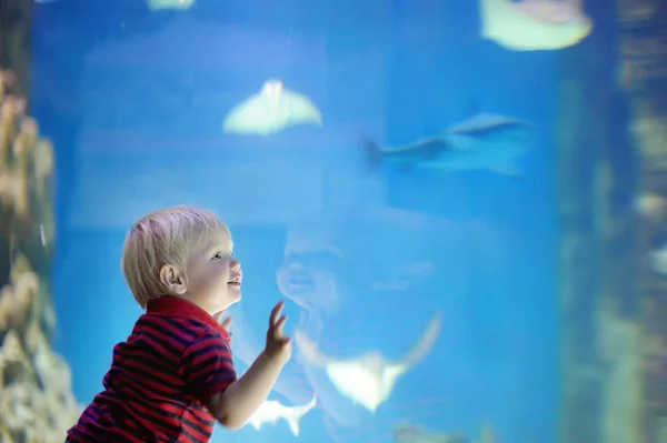 Toddler boy watches fishes — Stock Photo, Image