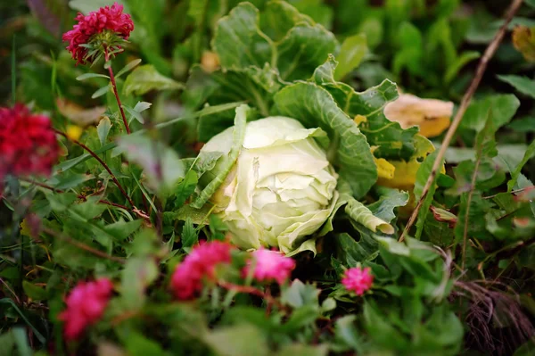 Κεφάλι λάχανο στον κήπο — Φωτογραφία Αρχείου