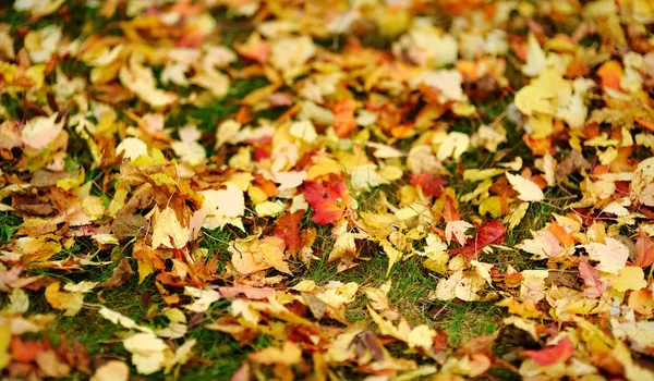 Grünes Gras und gelbe Blätter im Herbst — Stockfoto