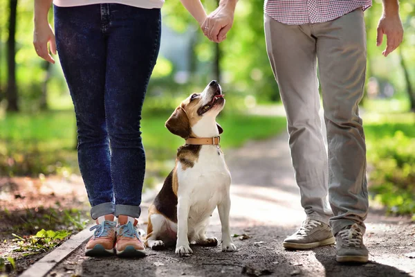 Ungt par promenader med beaglehund i parken sommaren — Stockfoto