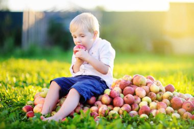 Elma öbek üzerinde oturan ve olgun elma yiyen sevimli yürümeye başlayan çocuk