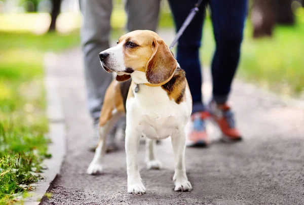 Pareja caminando con el perro Beagle vistiendo collar y correa en el parque de verano —  Fotos de Stock