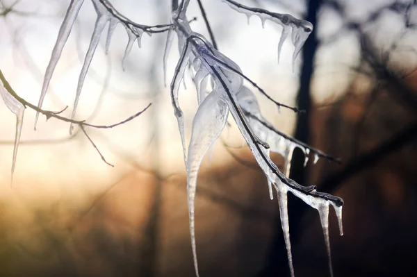 Icy tree branch on a cold winter day — Stock Photo, Image
