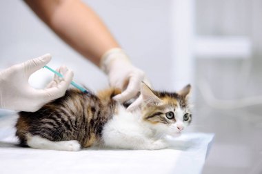 Şirin kedi yavrusu için enjeksiyon veren kadın Veteriner Hekim