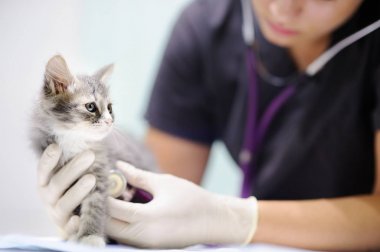 Kadın Veteriner doktor stetoskop kullanarak sevimli yavru kedi