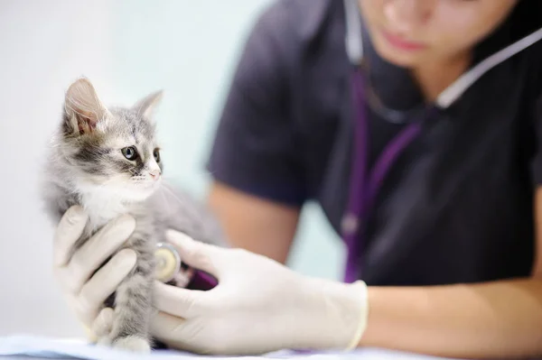 Médico veterinario femenino usando estetoscopio para gatito lindo —  Fotos de Stock