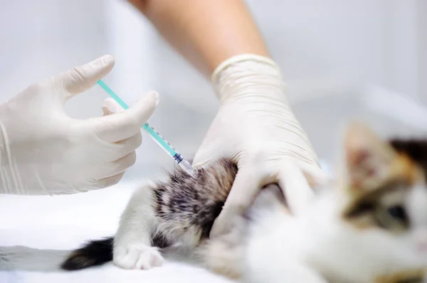 Tierärztin gibt Spritze für süßes Kätzchen — Stockfoto