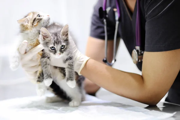 Молодая женщина-ветеринар смотрит на симпатичного котенка — стоковое фото