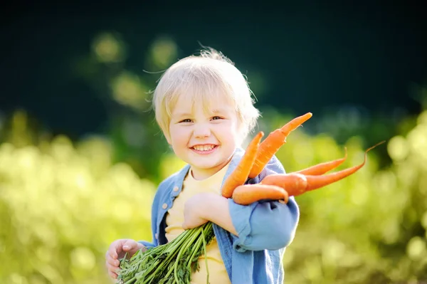 Lindo niño sosteniendo un montón de zanahorias orgánicas frescas en el jardín doméstico — Foto de Stock