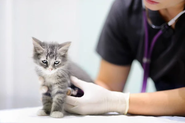 Médico veterinario femenino usando estetoscopio para gatito lindo —  Fotos de Stock