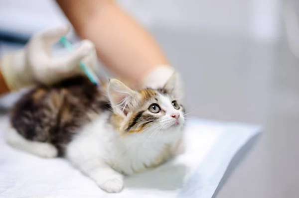 Женщина-ветеринарный врач делает укол для милого котенка — стоковое фото