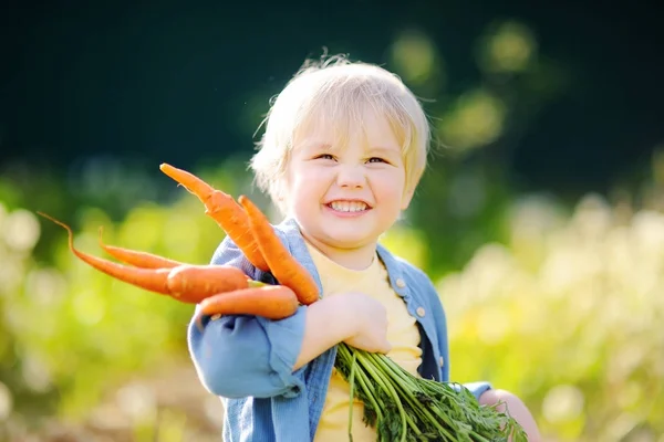 Lindo niño sosteniendo un montón de zanahorias orgánicas frescas en el jardín doméstico — Foto de Stock