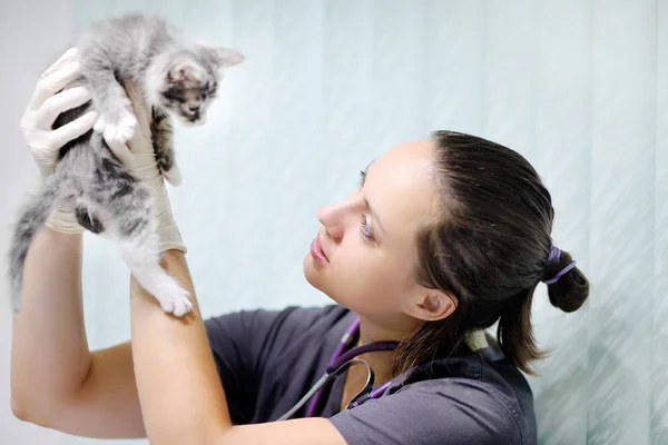 Vrouwelijke veterinaire arts met behulp van de stethoscoop voor leuk katje — Stockfoto