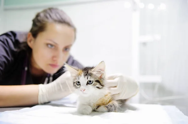 Professionele dierenarts bij de kliniek van de dierenarts onderzoekt leuk katje — Stockfoto