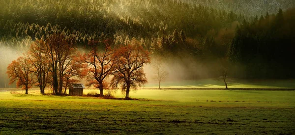 ババリア地方の自然、いくつかの木と城光と霧の最高級の秋 lansdcape — ストック写真