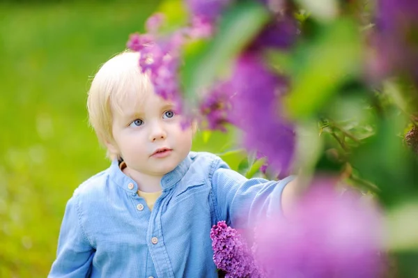 Milý chlapeček blond vlasy vychutnat kvetoucí šeřík v domácí zahradě v teplý den — Stock fotografie