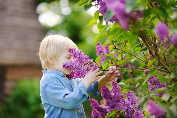 Cute little blonde hair boy enjoy blooming lilac in the domestic garden in warm day