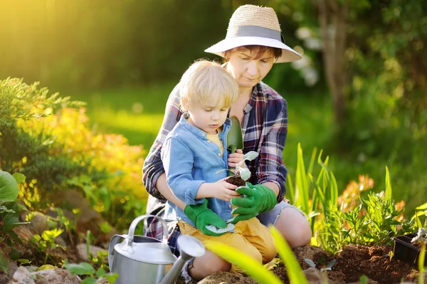 Hermosa mujer y su lindo hijo plantando plántulas en la cama en el jardín doméstico en el día de verano —  Fotos de Stock