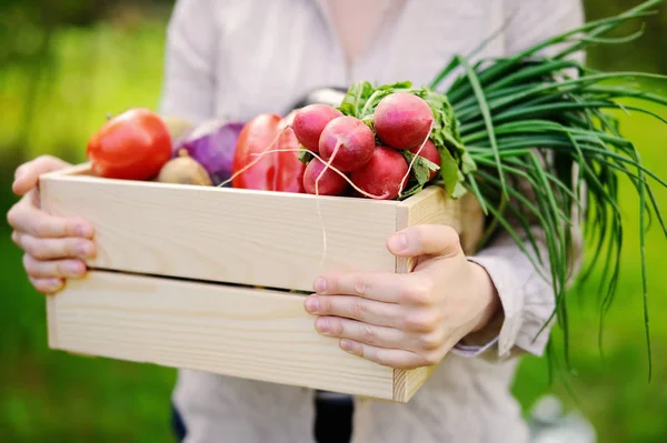 Kvinnlig trädgårdsmästare håller trälåda med färska ekologiska grönsaker från gården — Stockfoto
