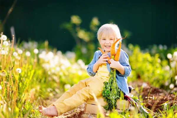Ładny mały chłopiec trzymający pęk świeże marchew organiczny w krajowego ogrodzie — Zdjęcie stockowe