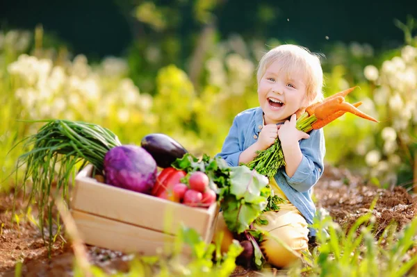 Anak kecil yang lucu memegang sekelompok wortel organik segar di taman domestik — Stok Foto
