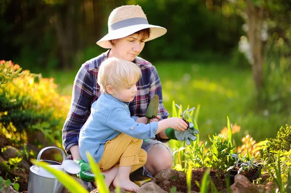 Hermosa mujer y su lindo hijo plantando plántulas en la cama en el jardín doméstico en el día de verano —  Fotos de Stock