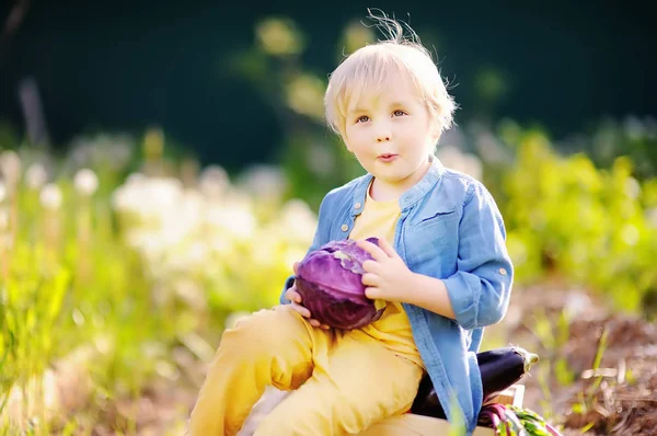 Милий маленький хлопчик тримає свіжу органічну червону кабіну. Здоровий сімейний спосіб життя — стокове фото