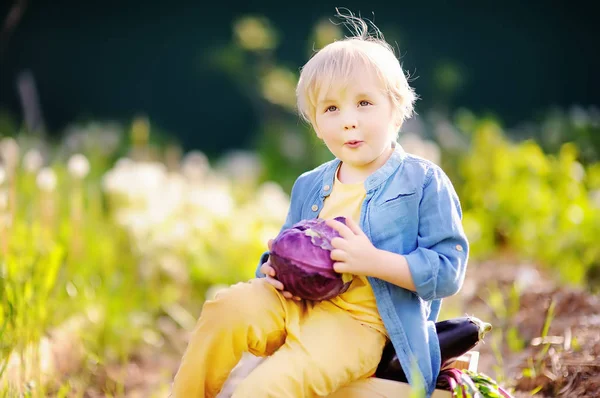 Schattige kleine jongen houden van verse biologische rode cab. Gezonde familie levensstijl — Stockfoto