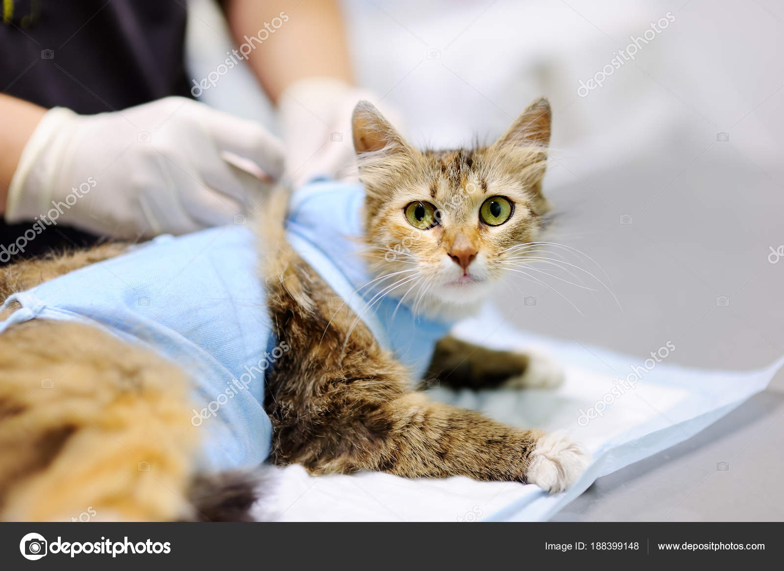 Стерилизация Кошек Тюмень Цена