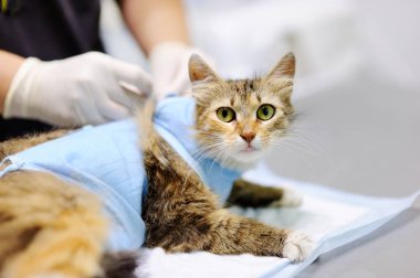 Kadın Veteriner Hekim bandaj kedi ameliyattan sonra koyar