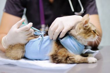 Enjeksiyon için ameliyattan sonra sargı bezi giyen kedi veren kadın Veteriner Hekim. Şırınga üzerinde odaklanmak
