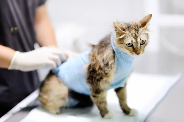 Female veterinary doctor puts the bandage on the cat after surgery — Stock Photo, Image