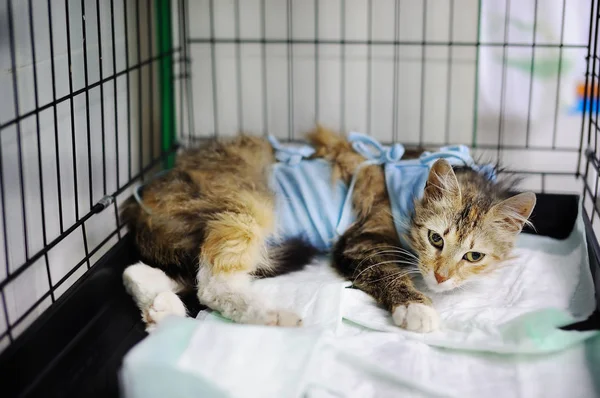 Кот после операции с бинтом в клетке в ветеринарной клинике — стоковое фото