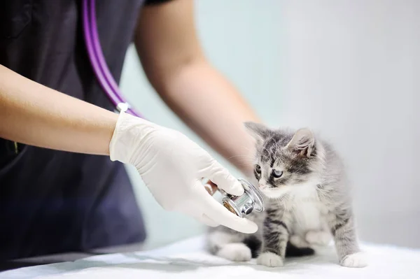 Female veterinary doctor using stethoscope for cute kitten — Stock Photo, Image