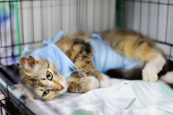 Cat after surgery with bandage in a cage in a veterinary clinic — Stock Photo, Image