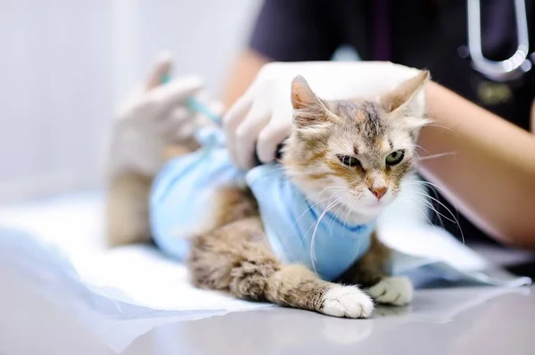 Female veterinary doctor giving injection for cat wearing bandage after surgery — Stock Photo, Image
