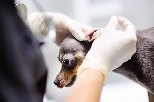 Veterinário feminino médico verificando as orelhas de um cão — Fotografia de Stock